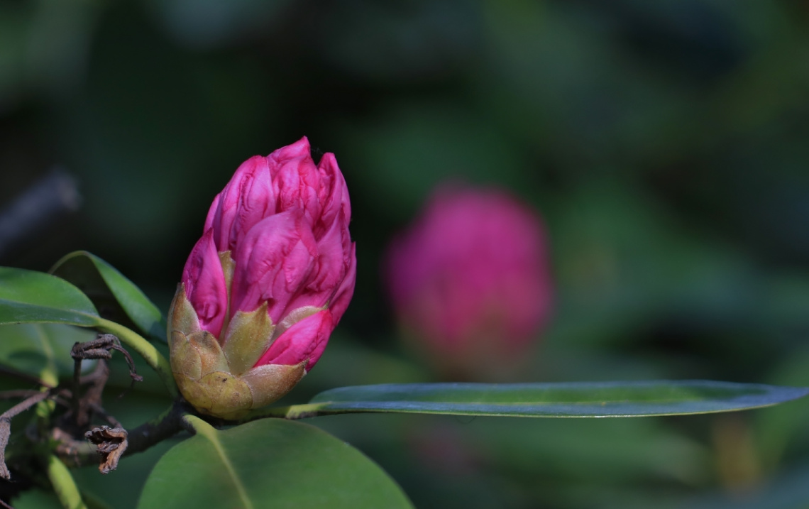 Pink/Green