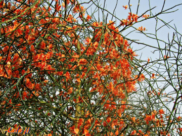 'Kalair' Capparis dessidua
