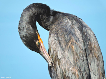 Neotropic Cormorant