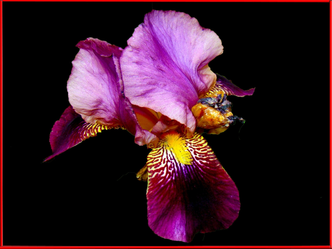 IRIS