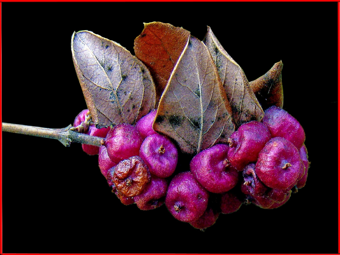 BEEREN