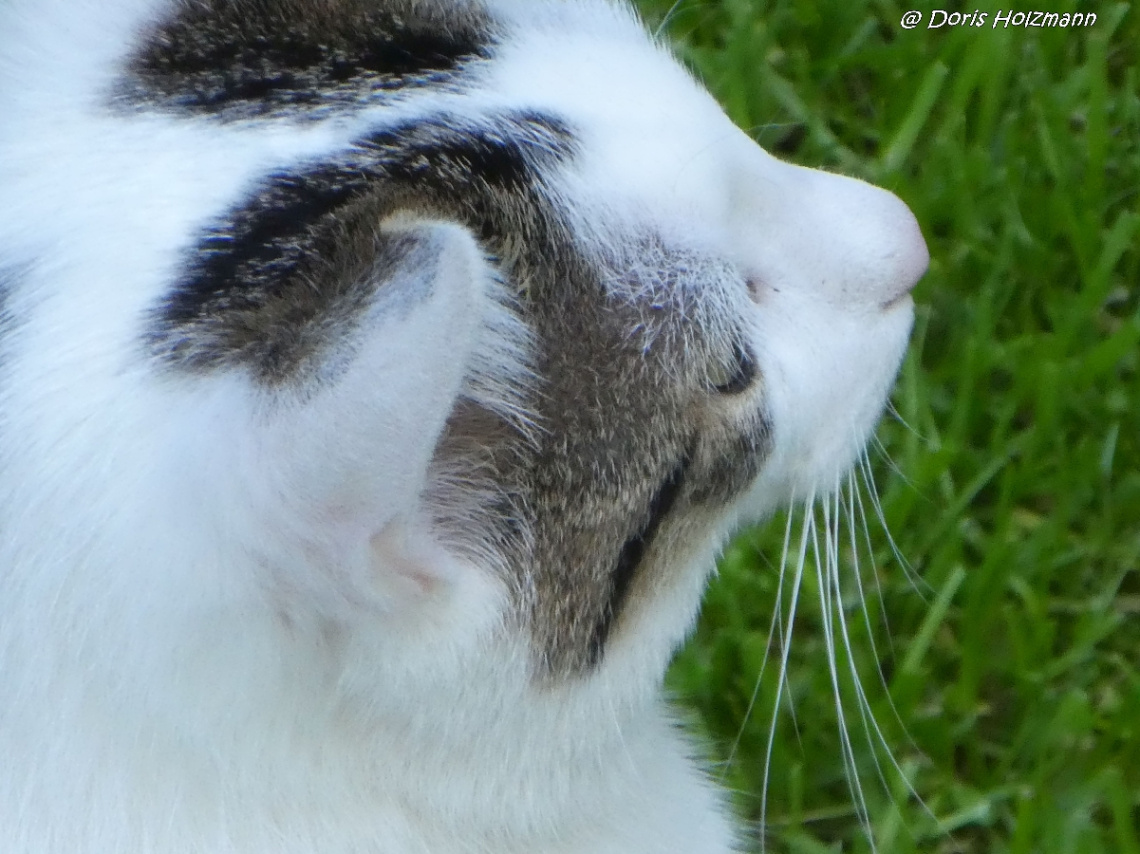 Katze