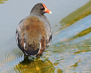 Common Moorhen