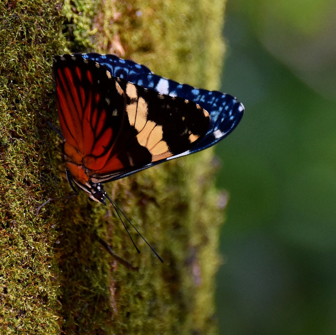 Mini beauty 