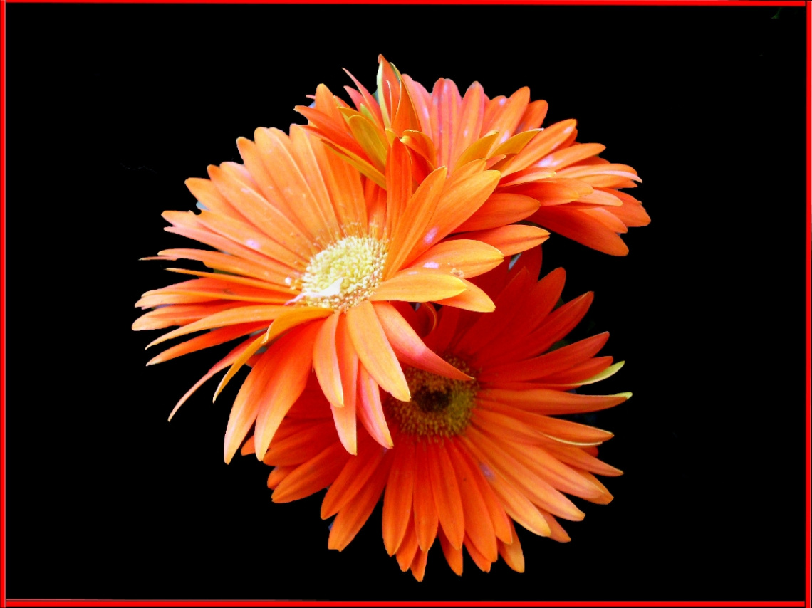 BLÜTEN
