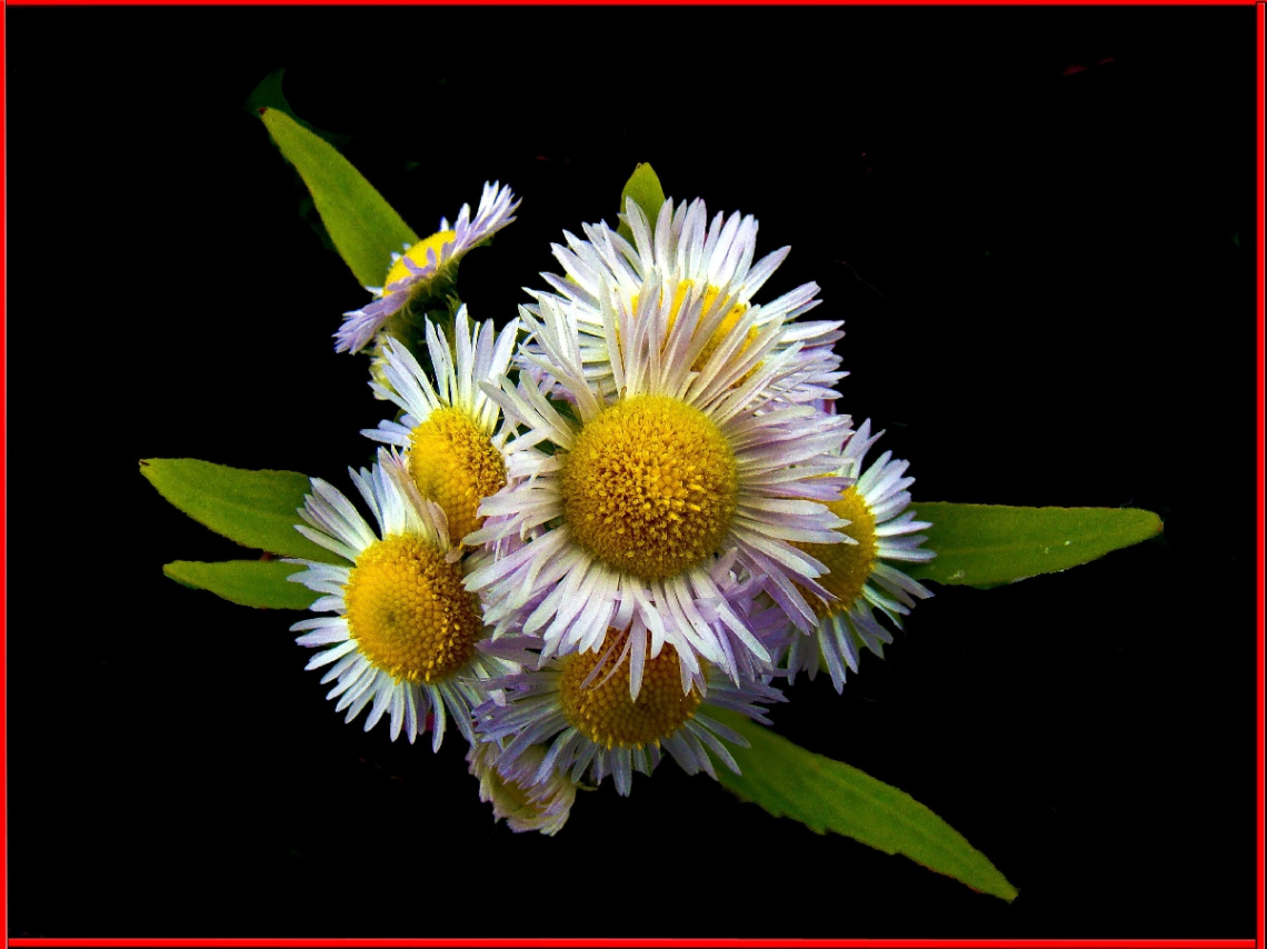 BLÜTEN