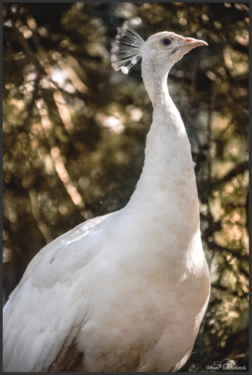 White peacock