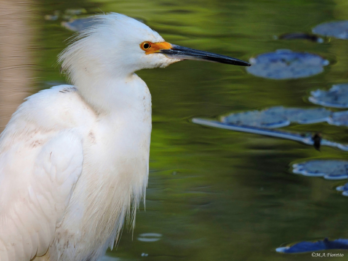 Snowy Egret