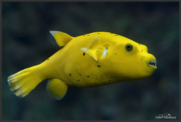 Golden Puffer