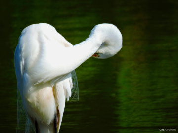 Great Egret