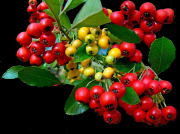 BEEREN