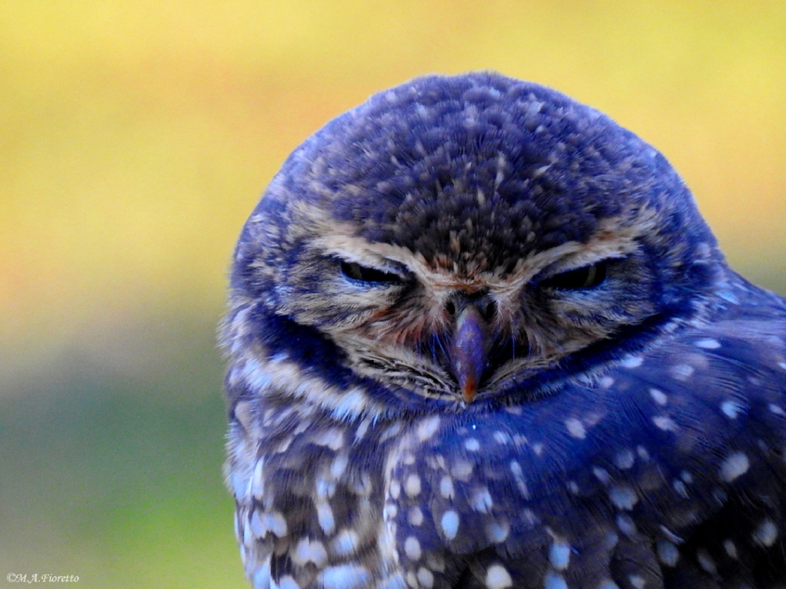 Sleepy