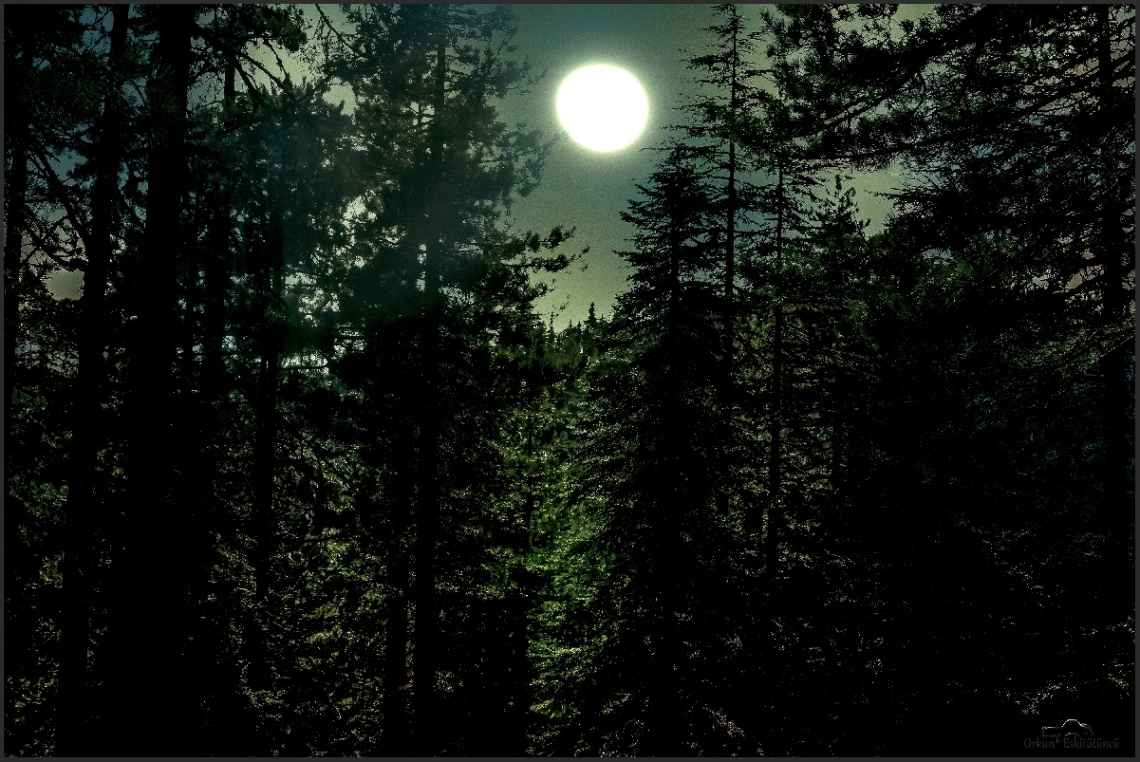 Night Forest With Moon