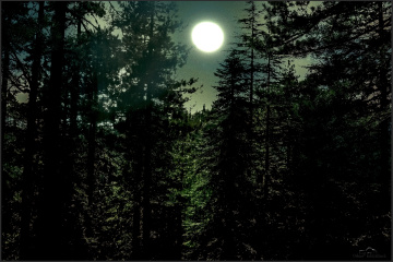Night Forest With Moon