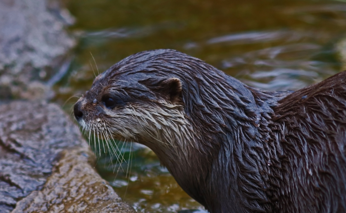 Close to an otter