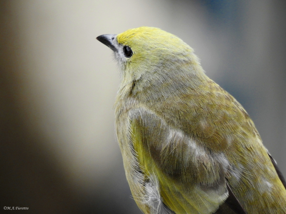 Palm Tanager