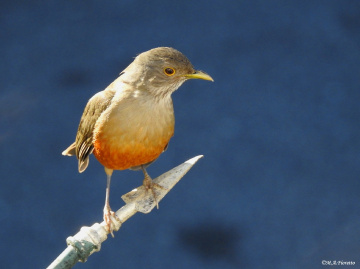 Turdus rufiventris
