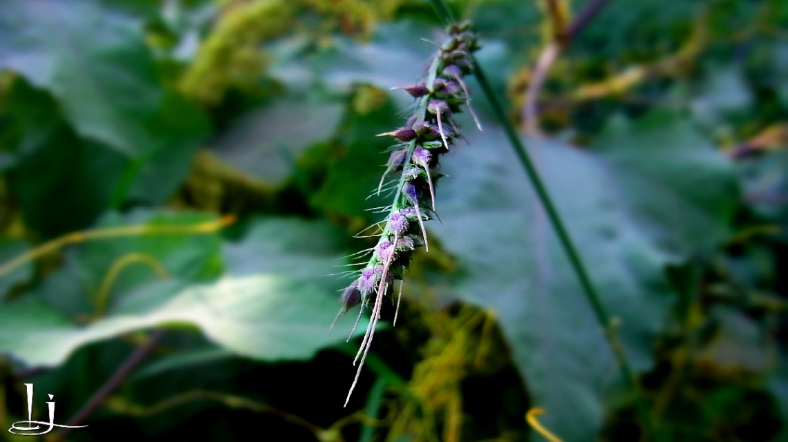 Macro 1