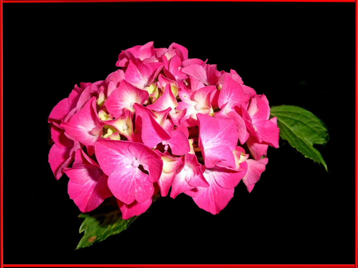 BLÜTEN