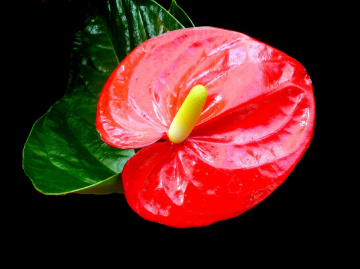 BLÜTE