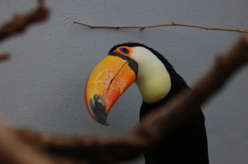 The sweetest bird 
