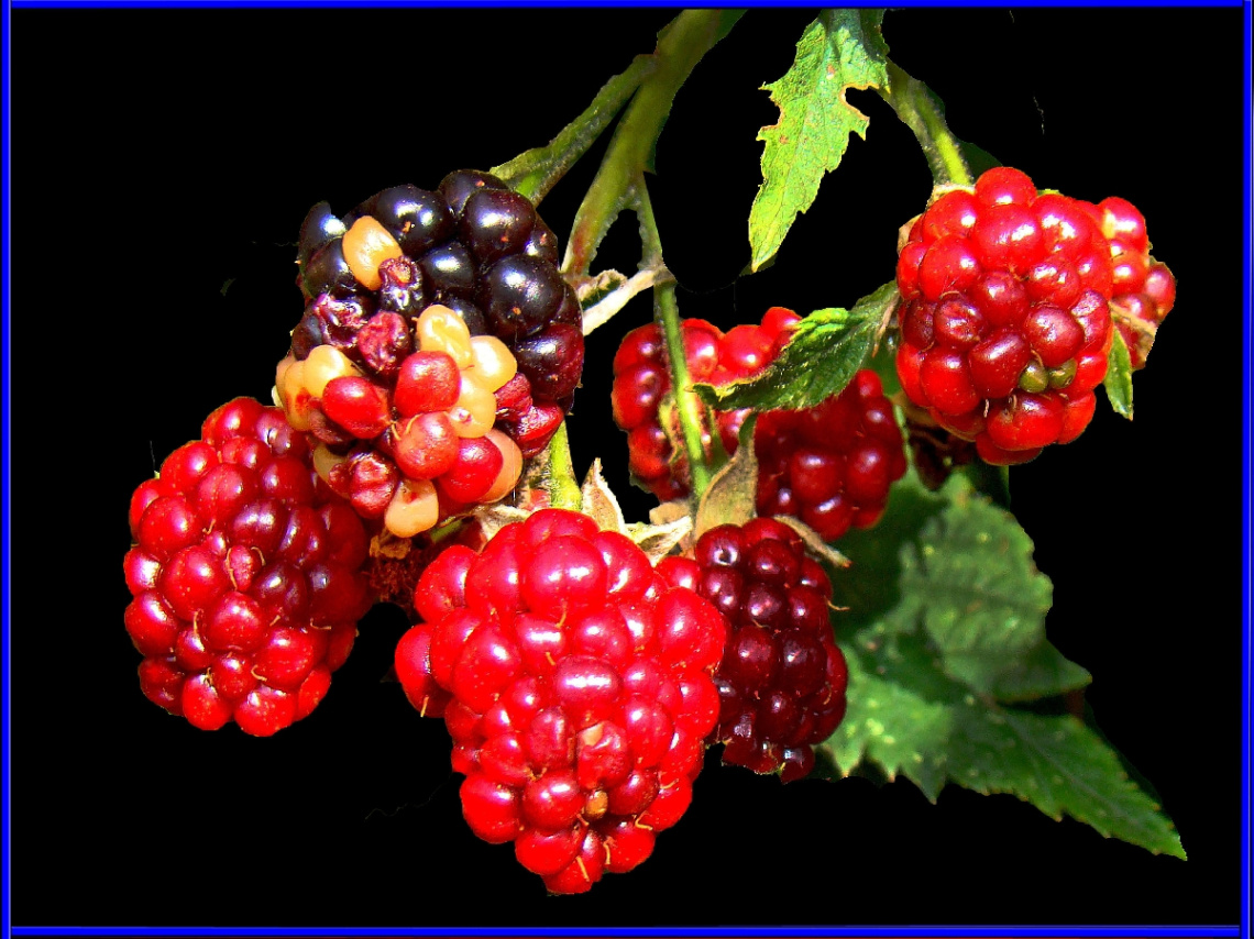 BROMBEEREN