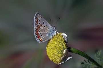 Kelebek