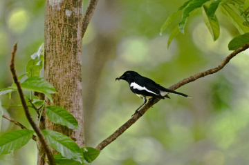 magpie robin