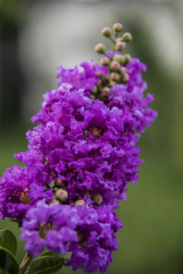 Jarul Flower (Lagerstroemia Speciosa)