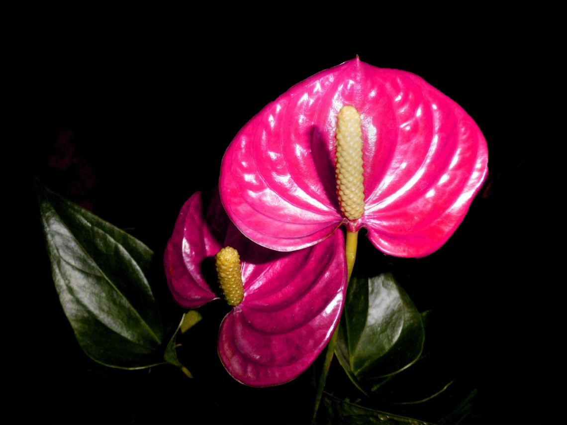 BLÜTEN