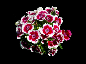 BLÜTEN