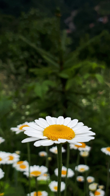Doğa da çiçek