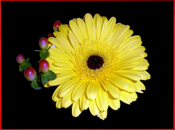 BLÜTE