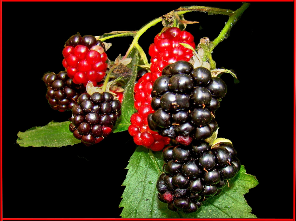 BROMBEEREN