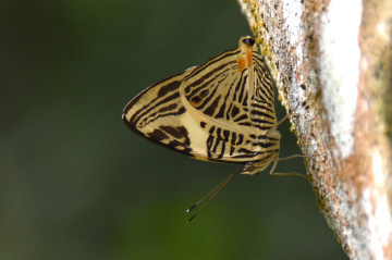 Mini Butterfly