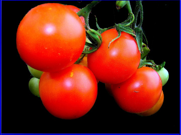 TOMATEN