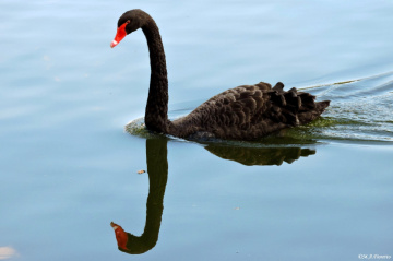 Natural Reflection