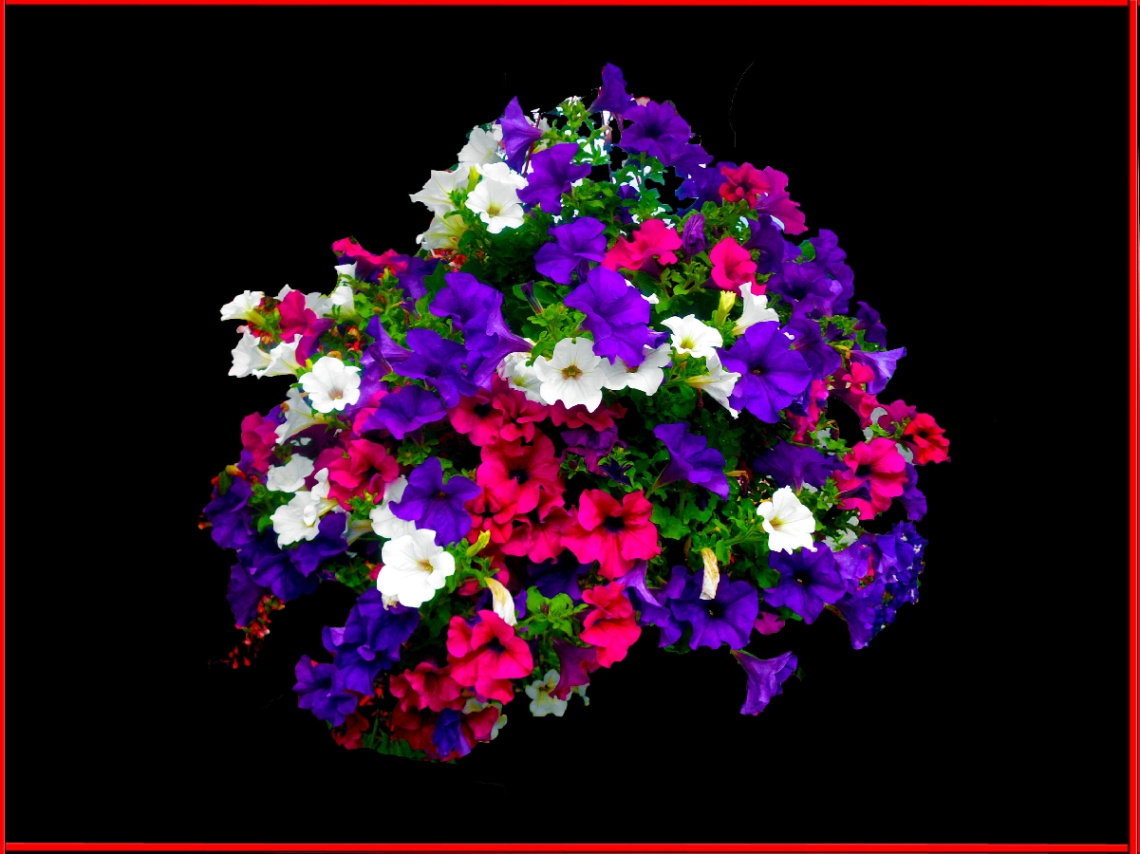 BLÜTEN