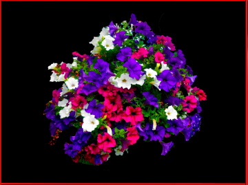 BLÜTEN