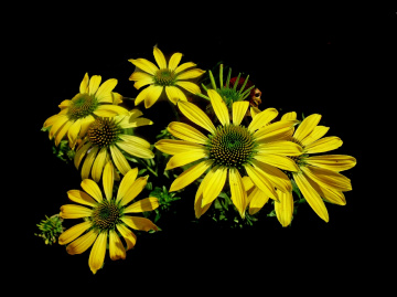 BLÜTEN