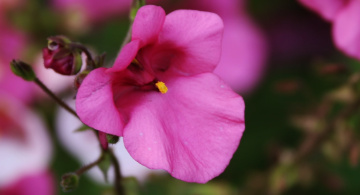 Pink with yellow