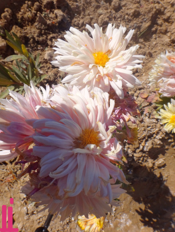 Delicate Beauties....2