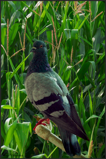 Pigeon