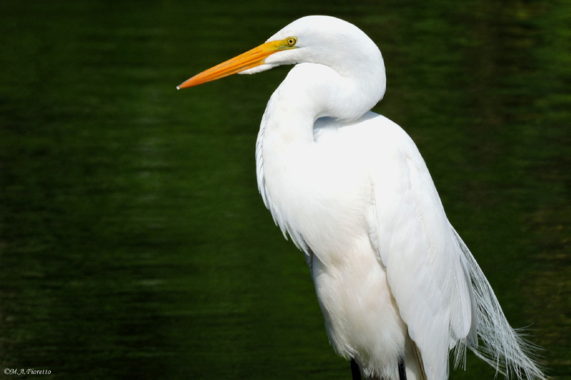 Ardea alba