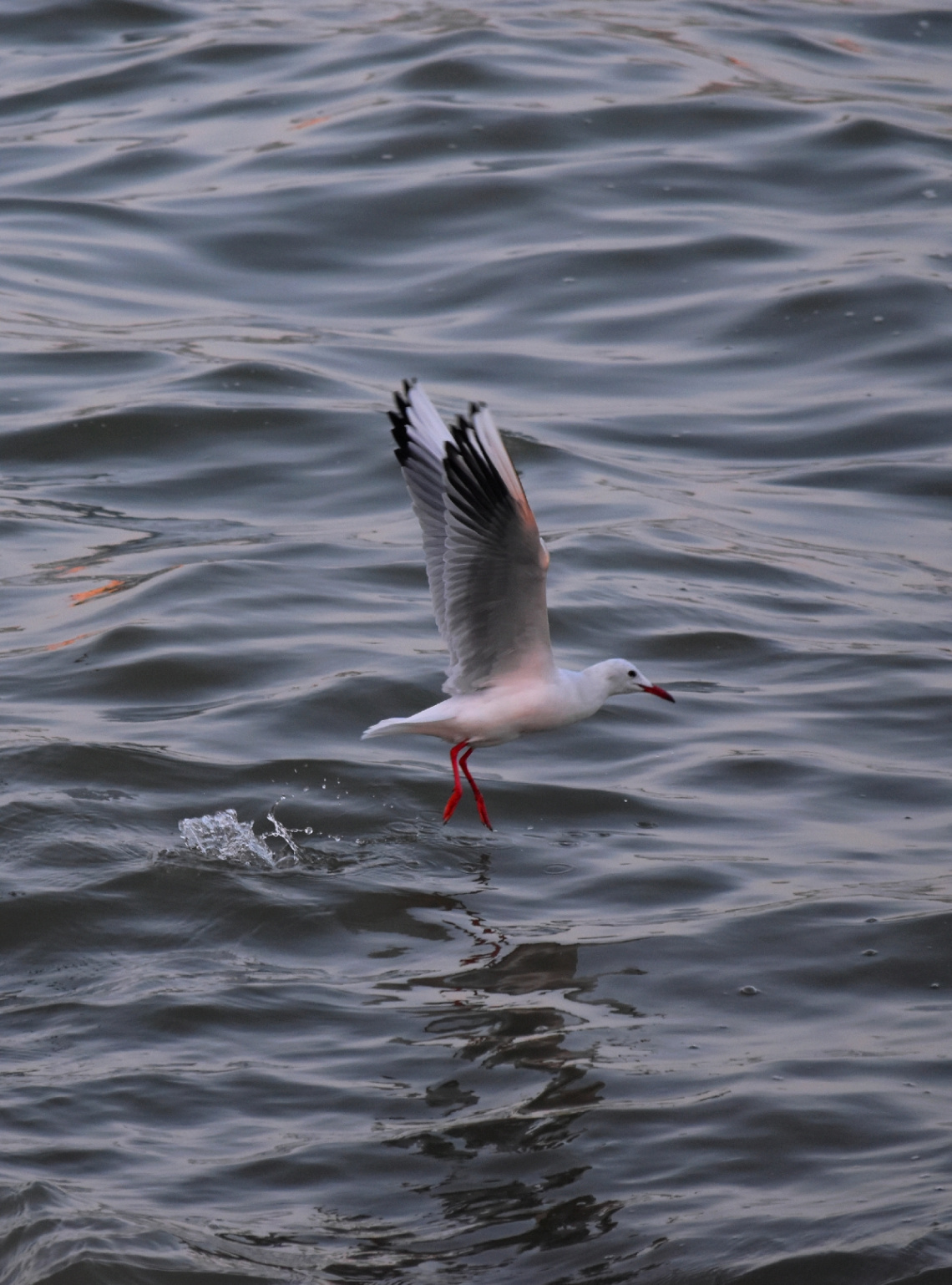 a walk on the sea