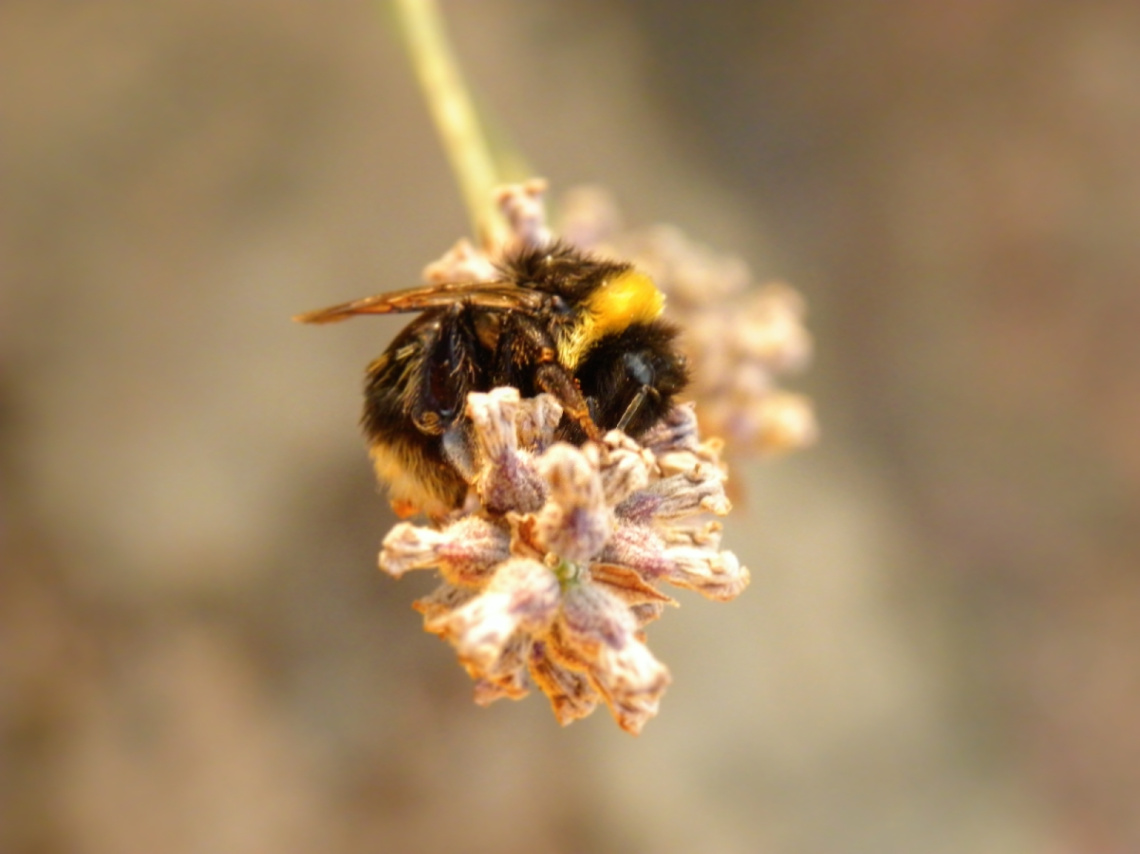 Bumblebee