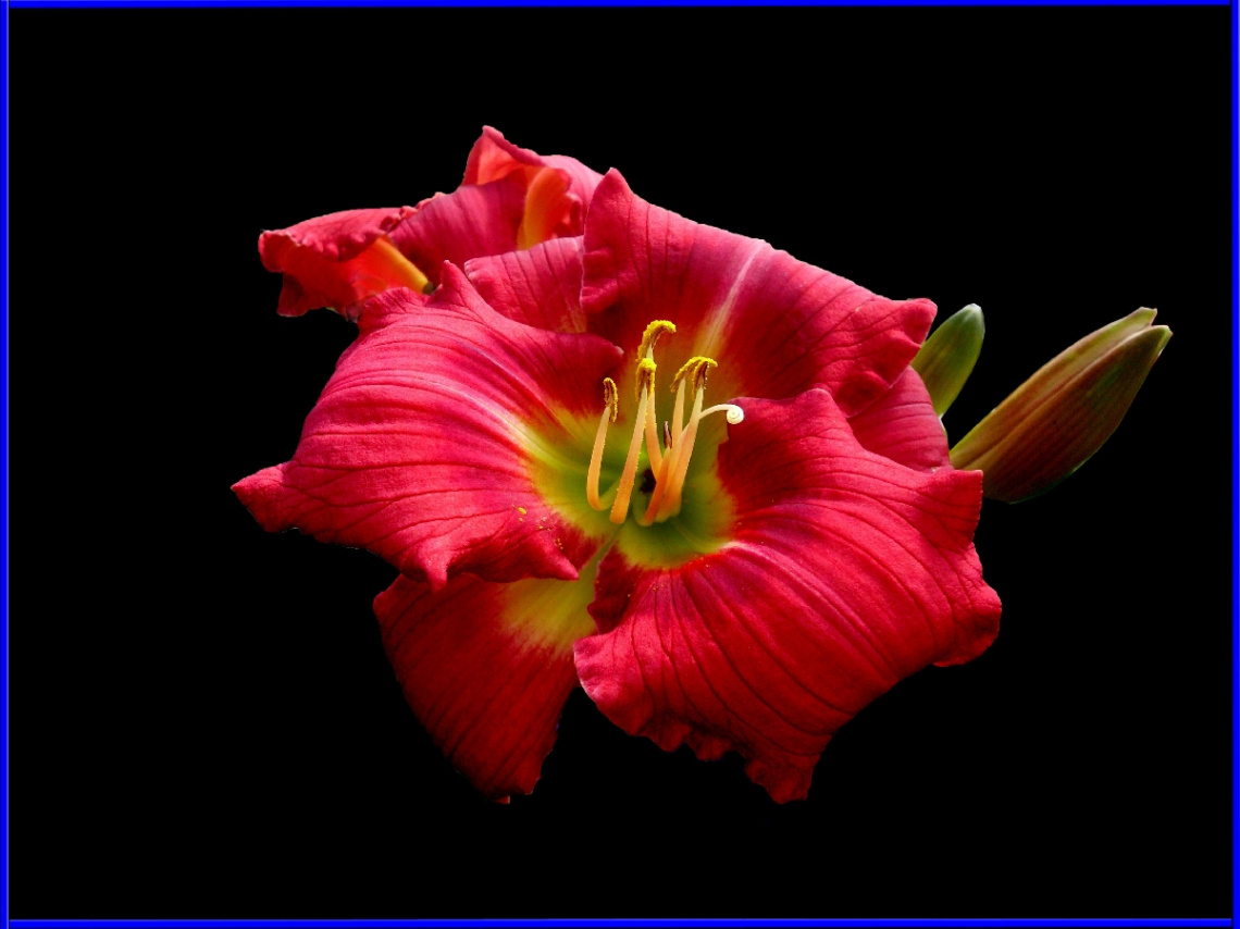 BLÜTE
