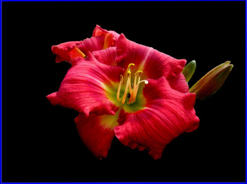 BLÜTE