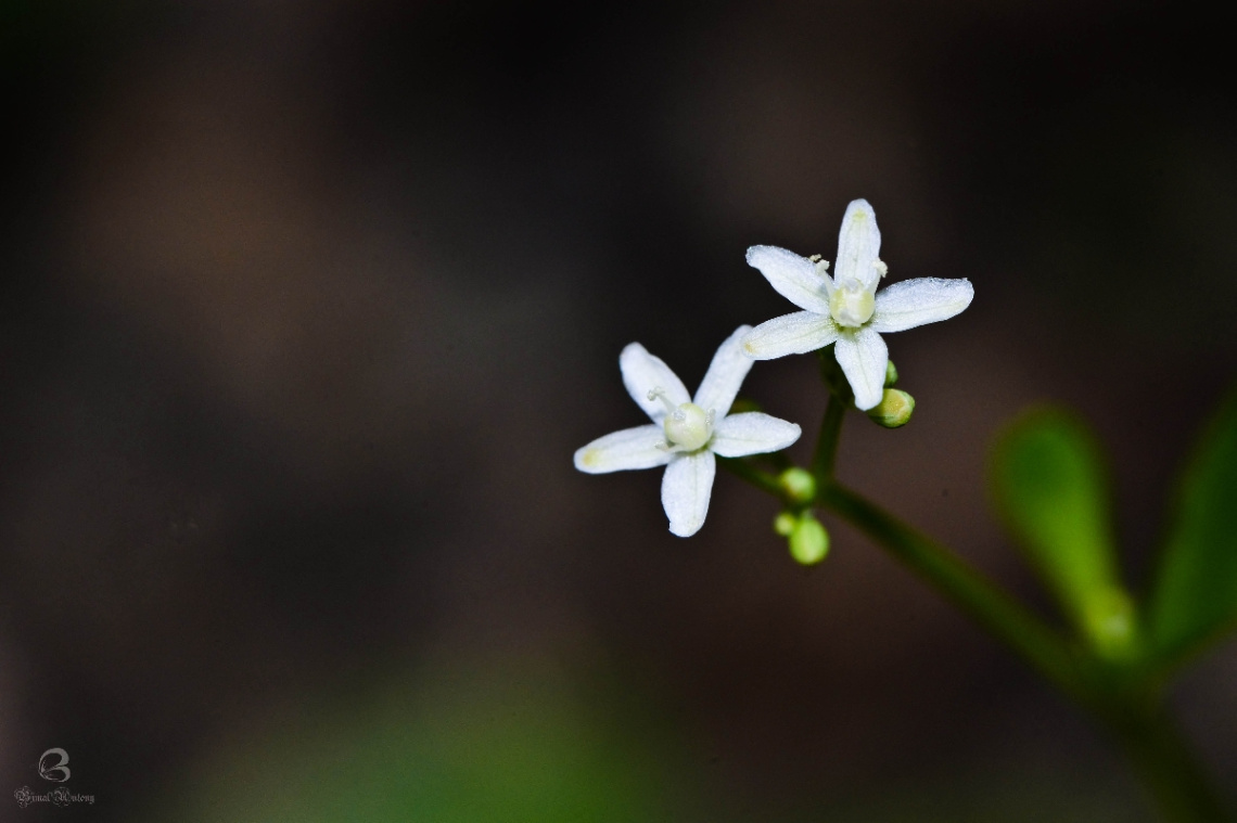 white flower