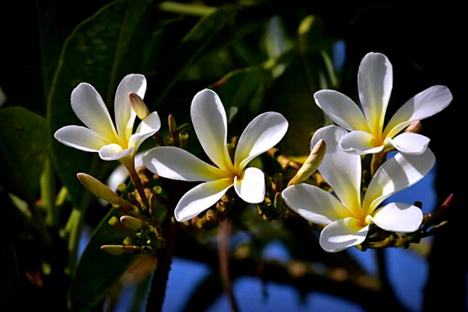 White Spring
